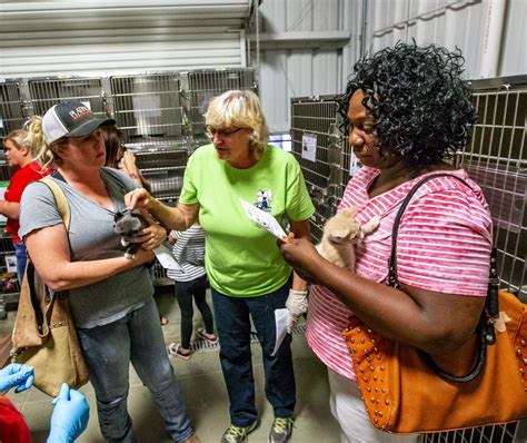 bakersfield animal control adoption|Kern County Animal Shelter .